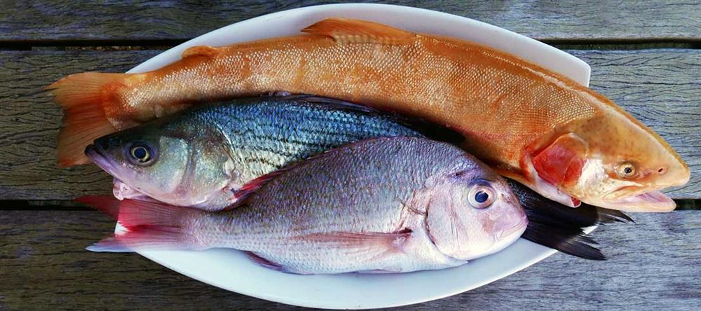 fish